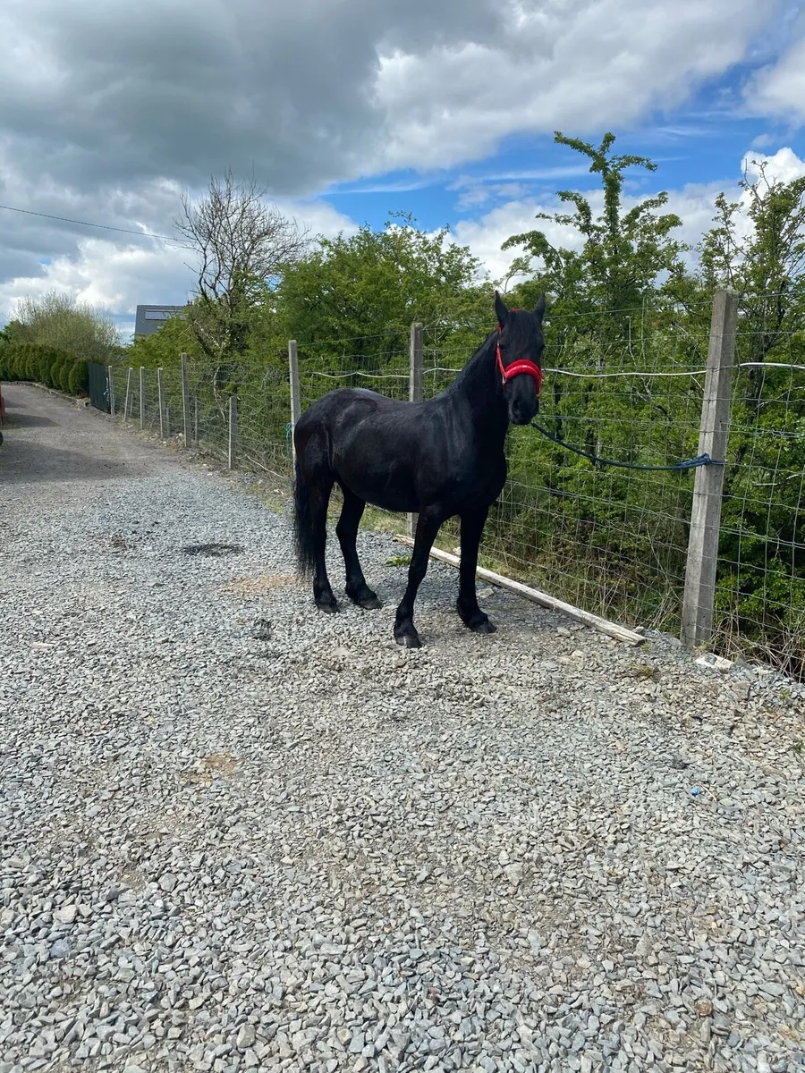 Freisian mare ride and drive - Image 1