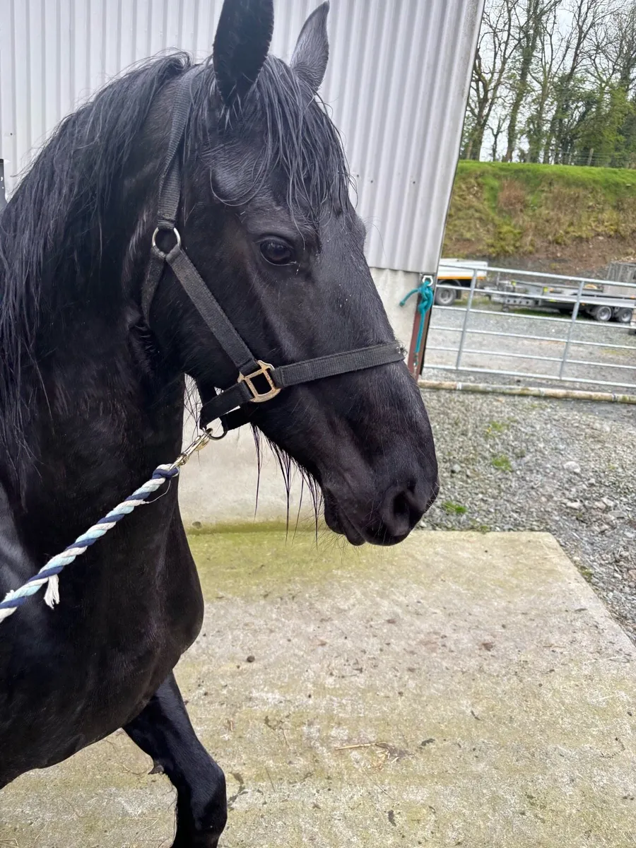 Freisian mare ride and drive - Image 4