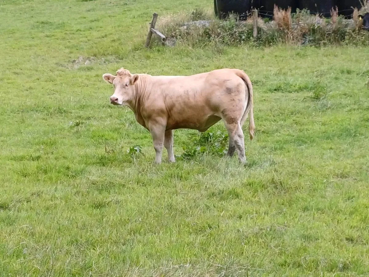 04 quality heifers - Image 3