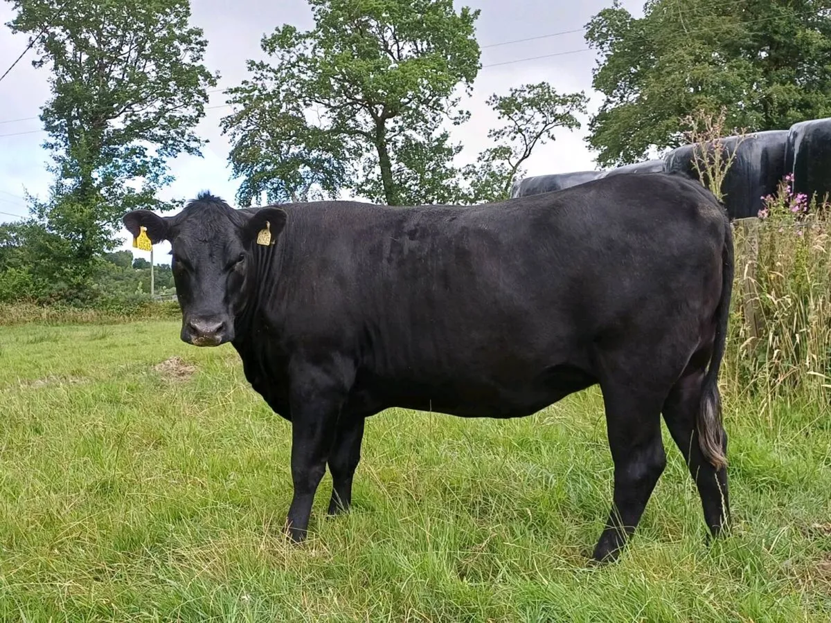 04 quality heifers - Image 4