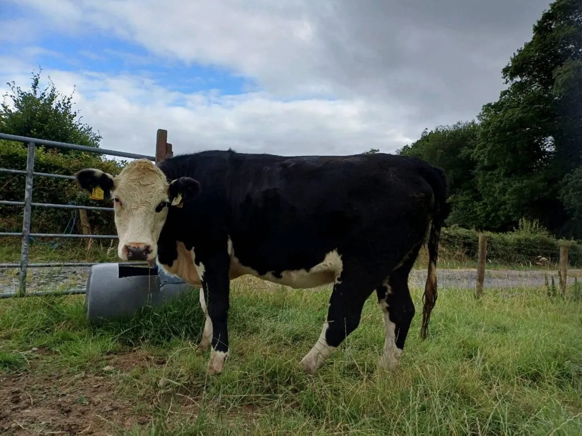 04 quality heifers - Image 2