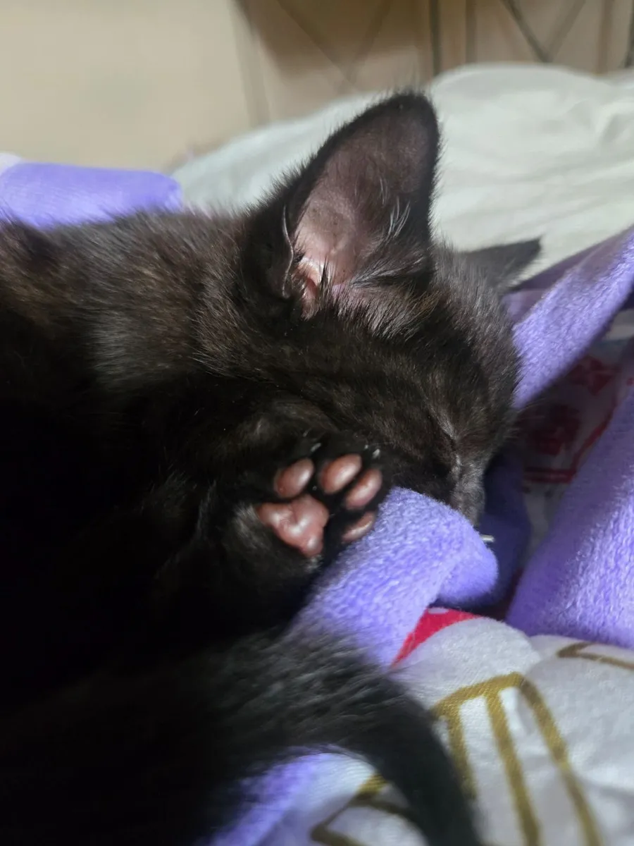 Kitten - Image 2