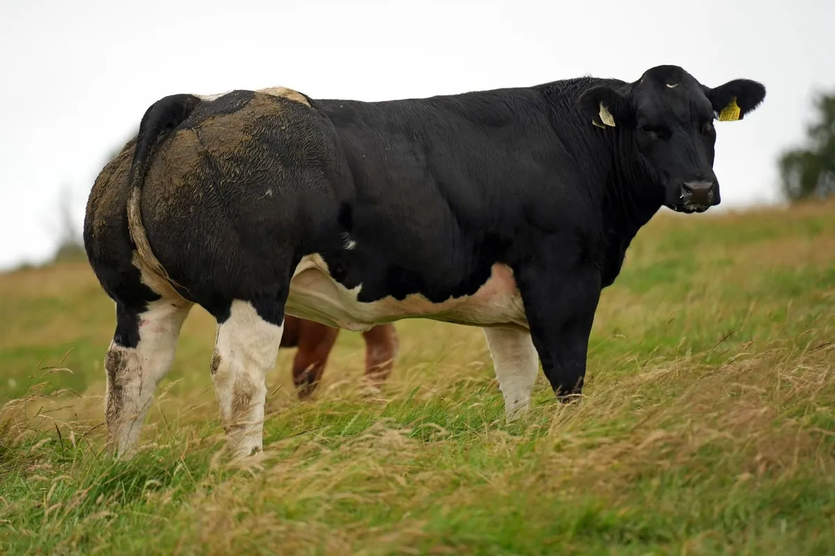 30 Show Heifers - Manorhamilton Mart 3rd August - Image 1