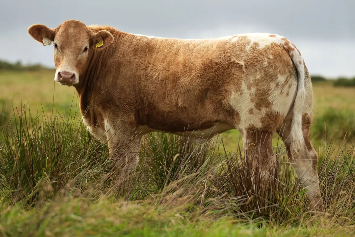 30 Show Heifers - Manorhamilton Mart 3rd August - Image 3