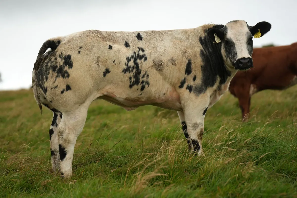 30 Show Heifers - Manorhamilton Mart 3rd August - Image 2