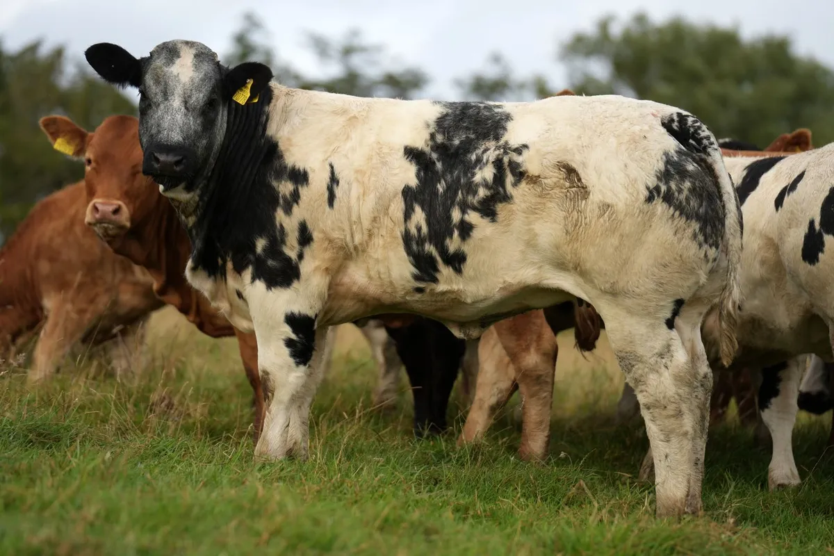 30 Show Heifers - Manorhamilton Mart 3rd August - Image 4