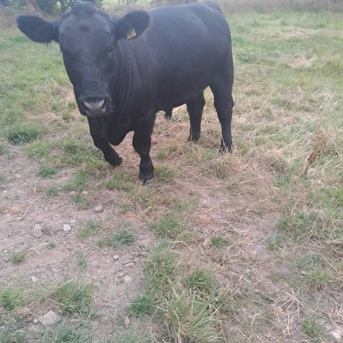 Angus Bull - Image 4