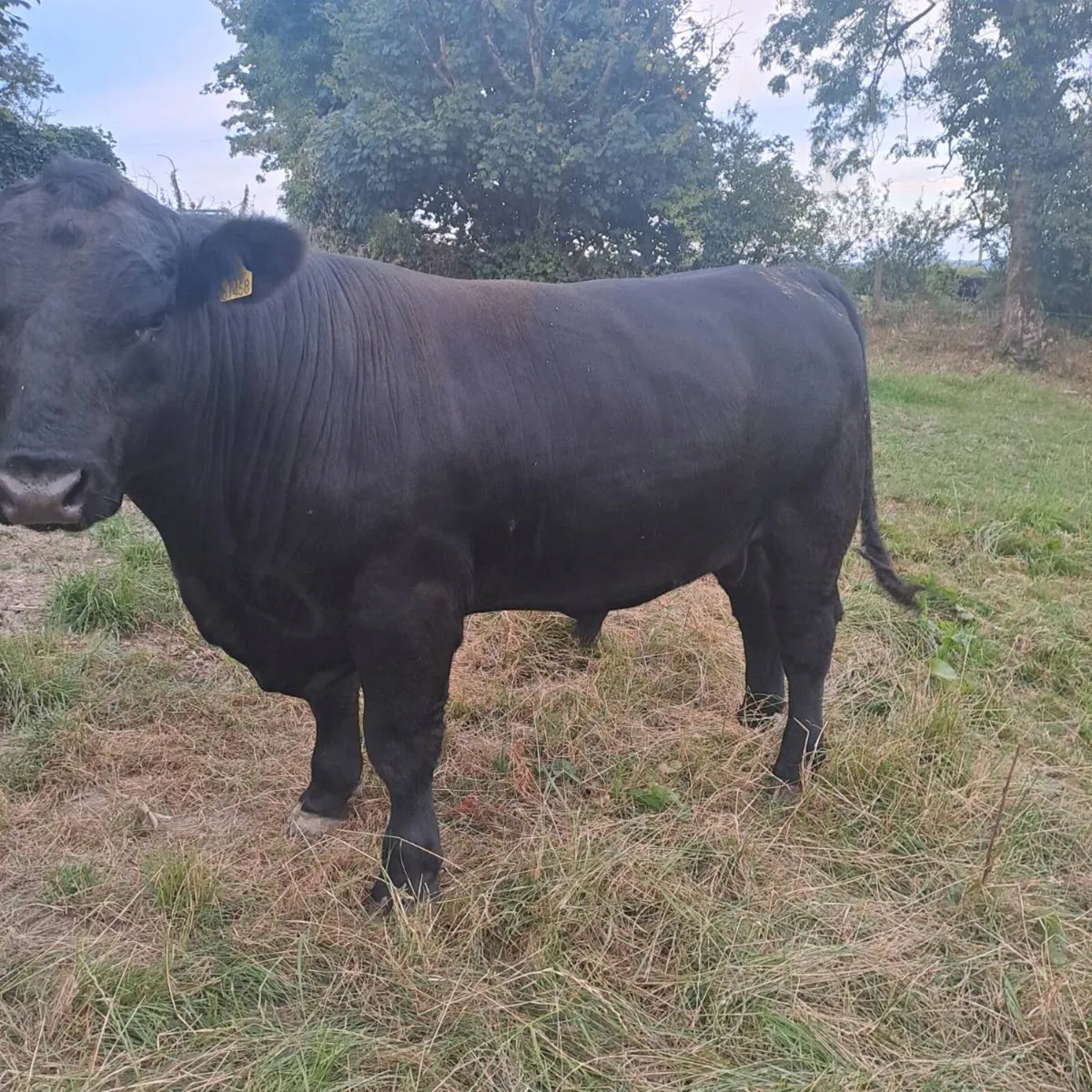 Angus Bull - Image 2