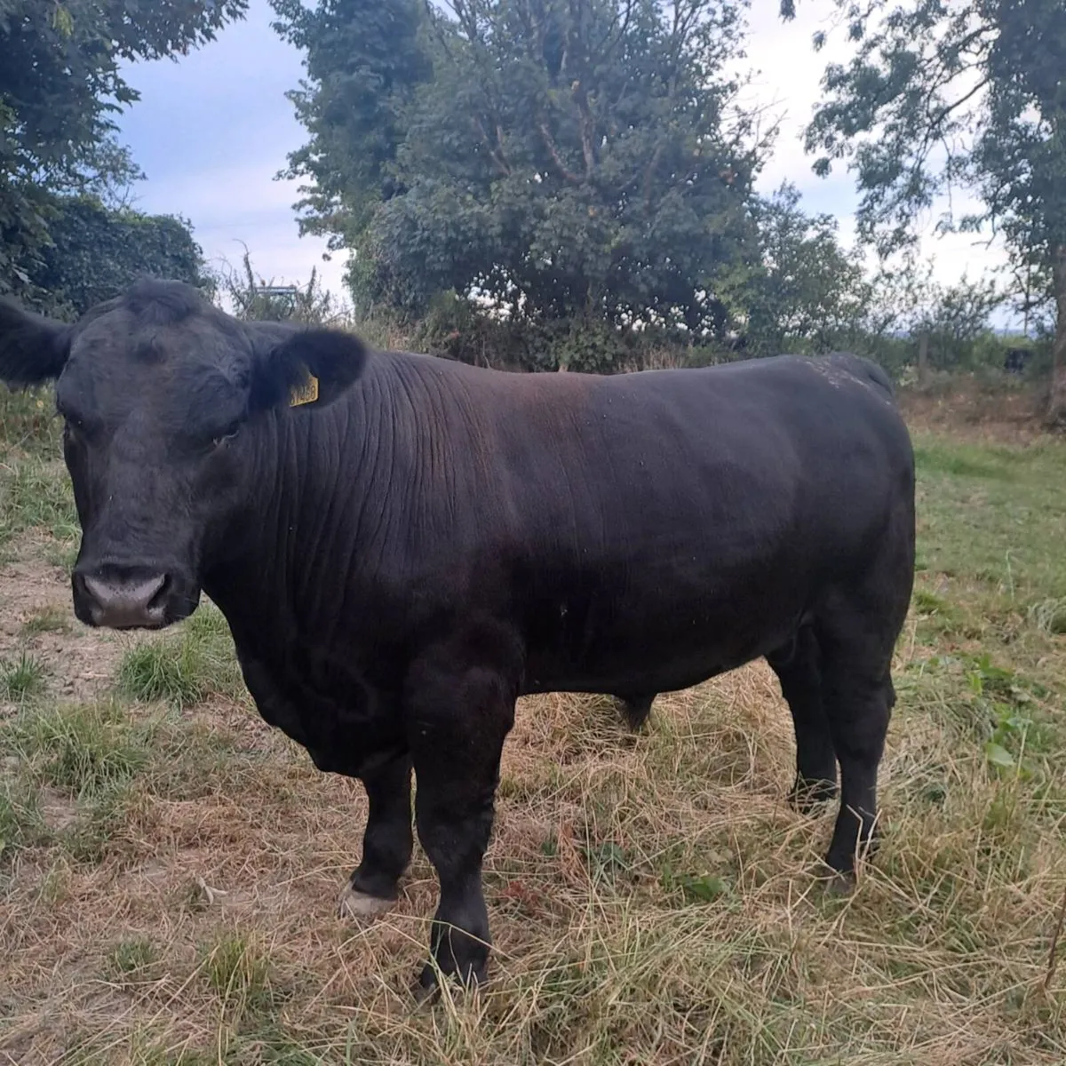 Angus Bull - Image 1