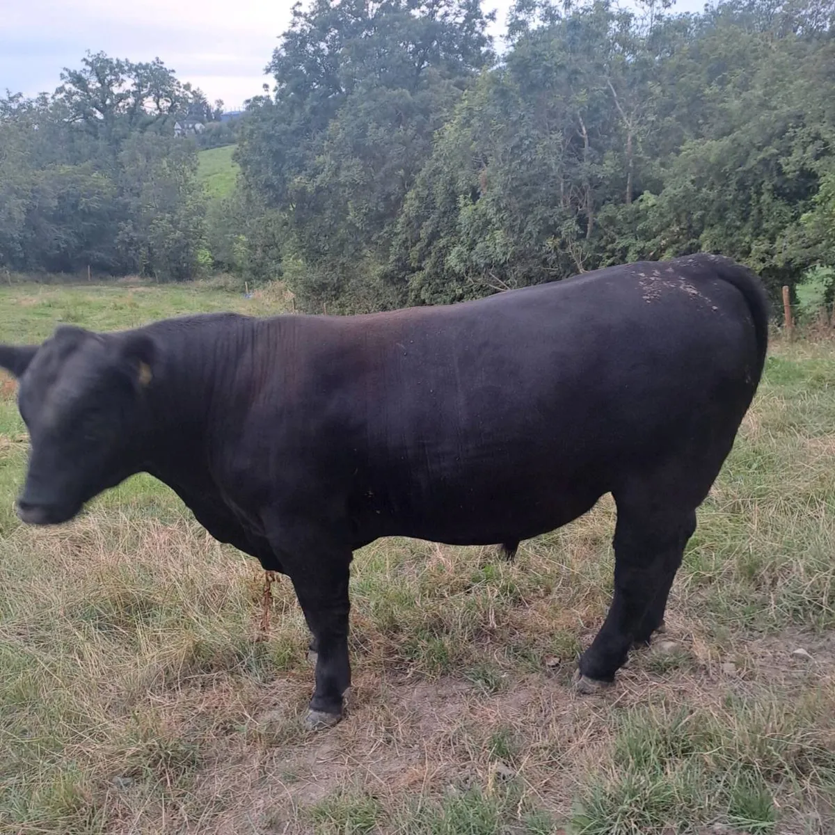 Angus Bull - Image 3
