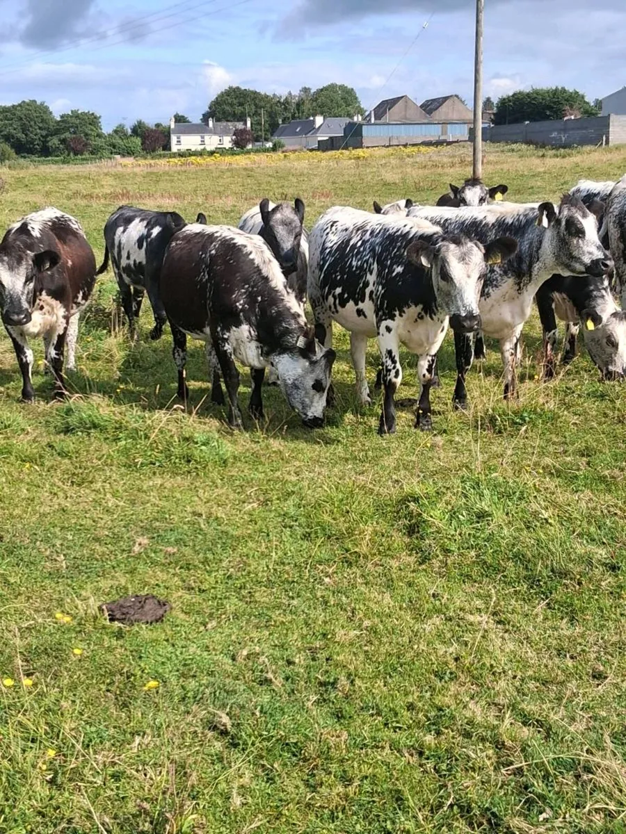 16 exceptional blue coloured and limousin heifers - Image 1