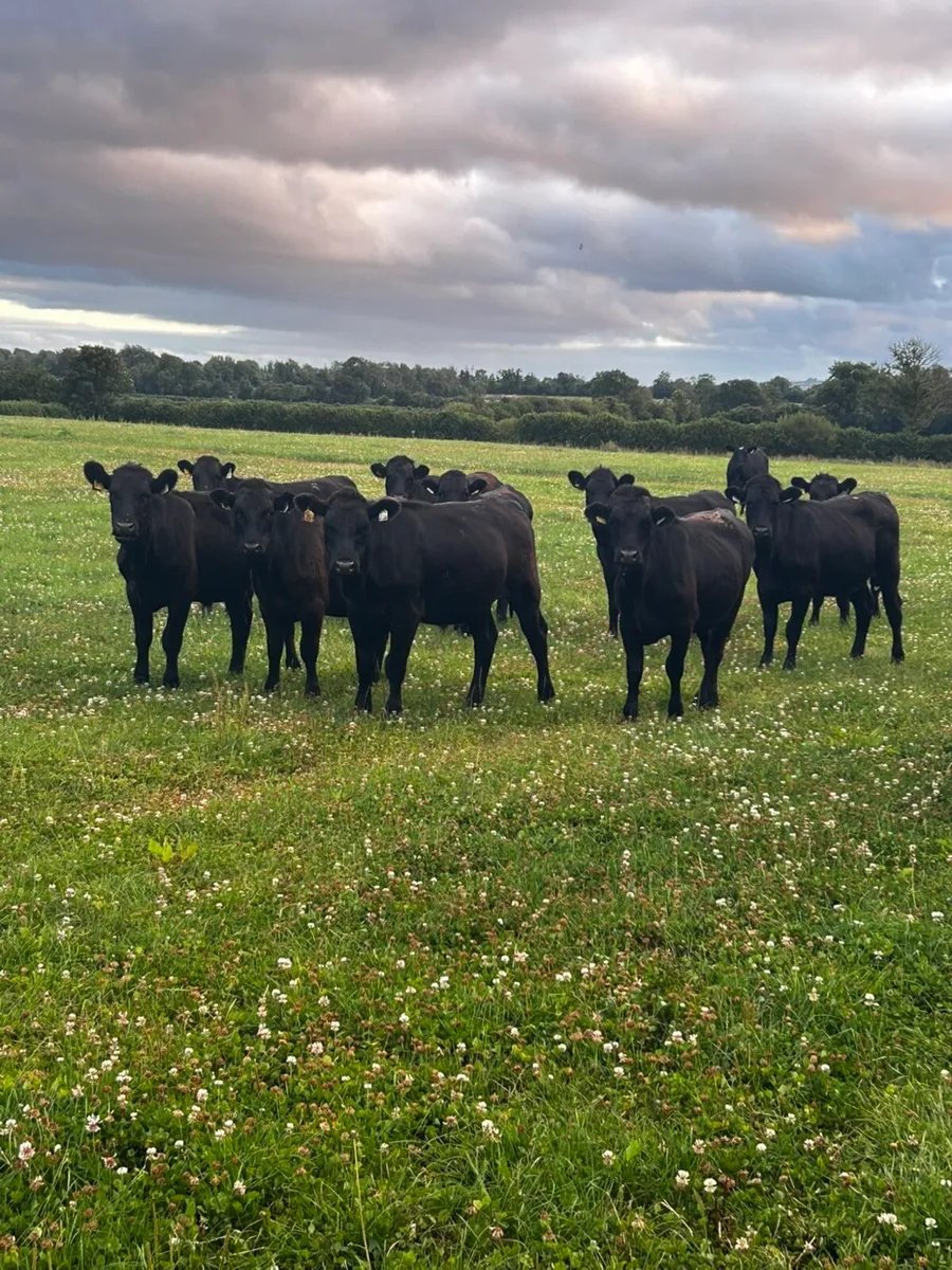 20 angus heifers 4 angus bullocks 340 kgs - Image 1