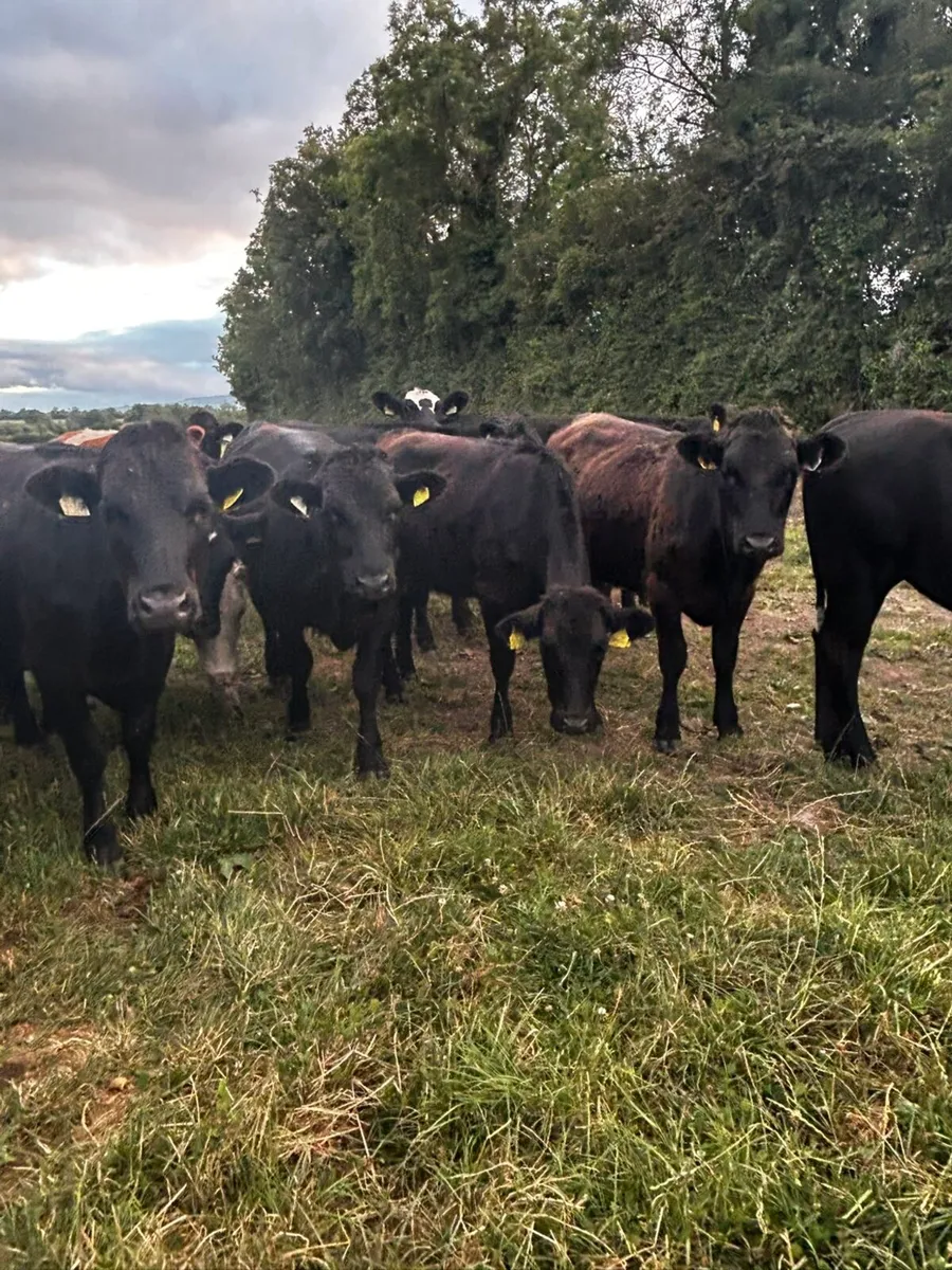 20 angus heifers 4 angus bullocks 340 kgs - Image 2