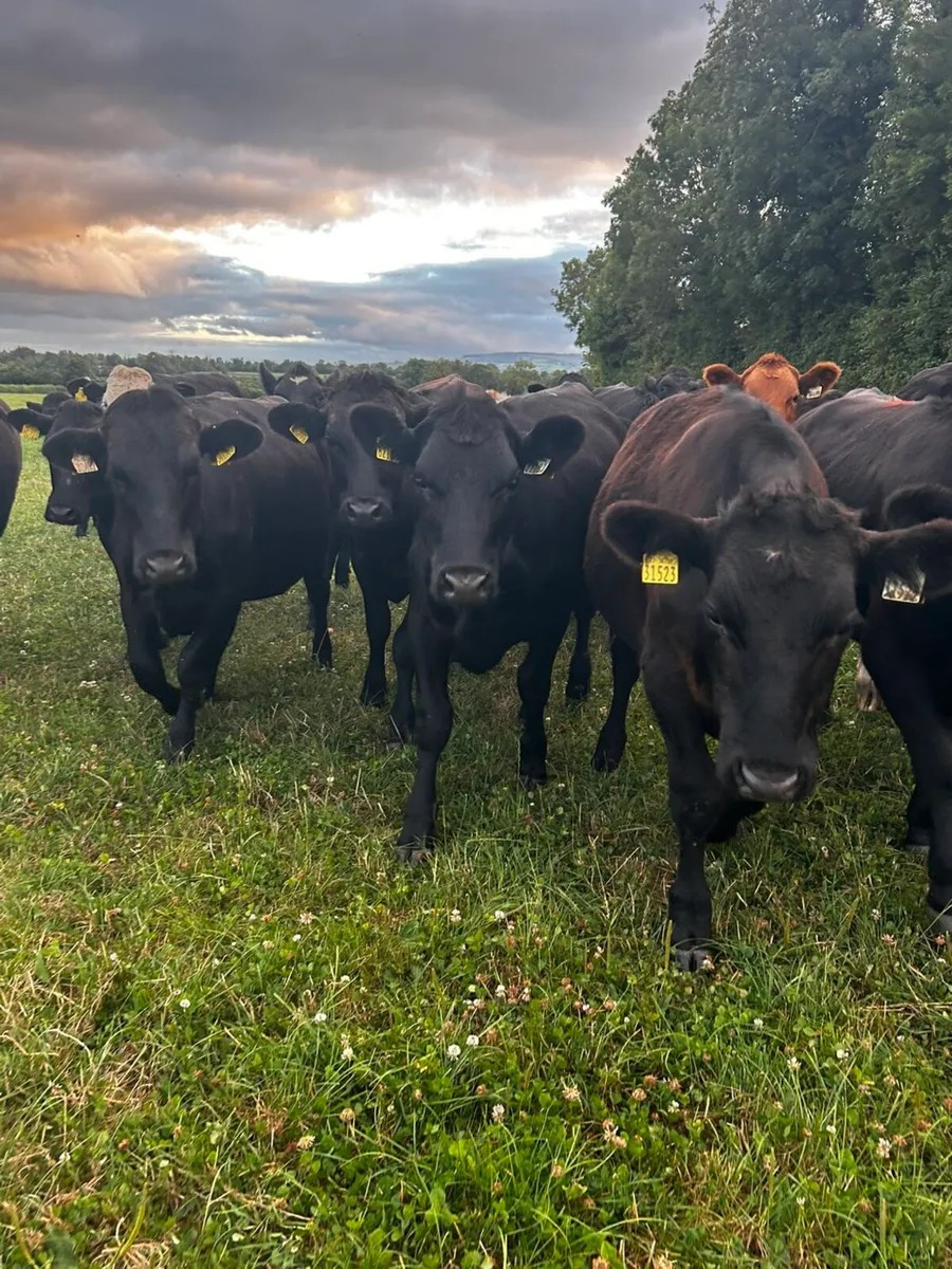 20 angus heifers 4 angus bullocks 340 kgs - Image 3