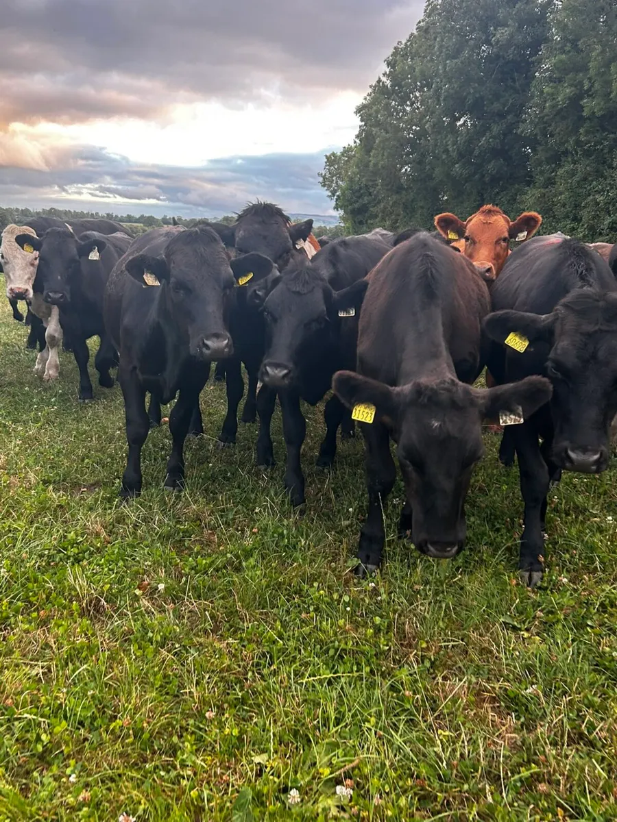 20 angus heifers 4 angus bullocks 340 kgs - Image 4