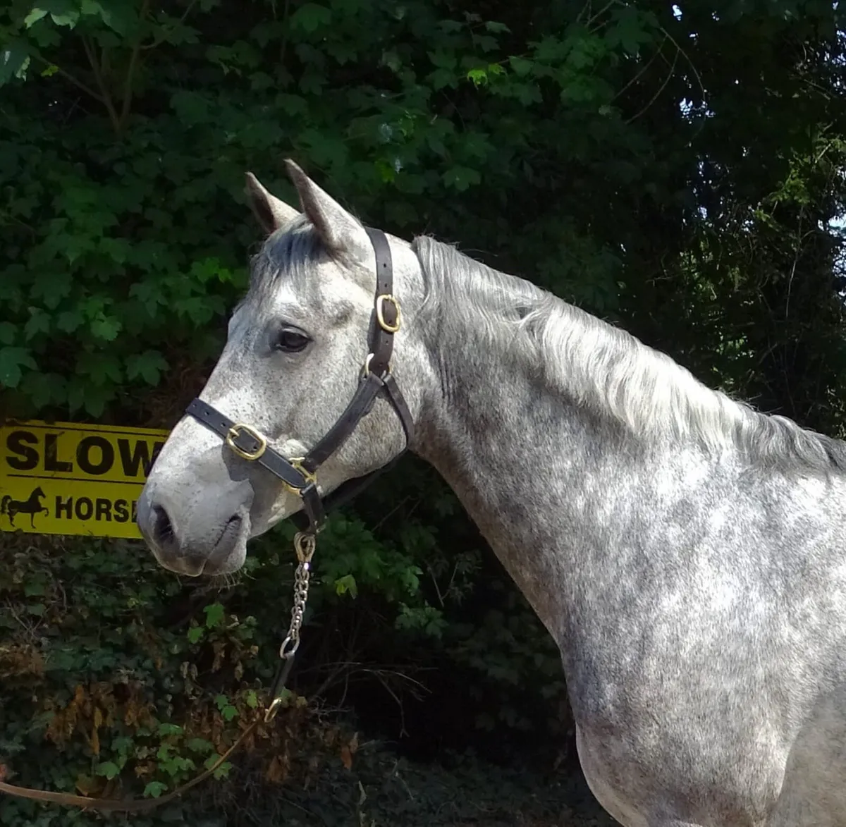 Connemara gelding - Image 1
