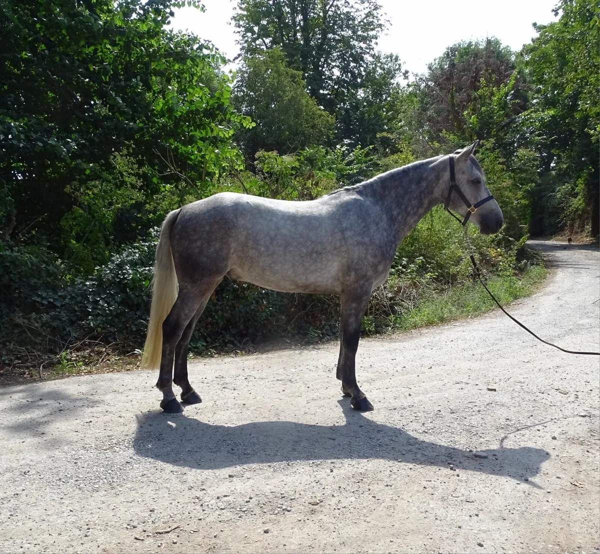 Connemara gelding - Image 2