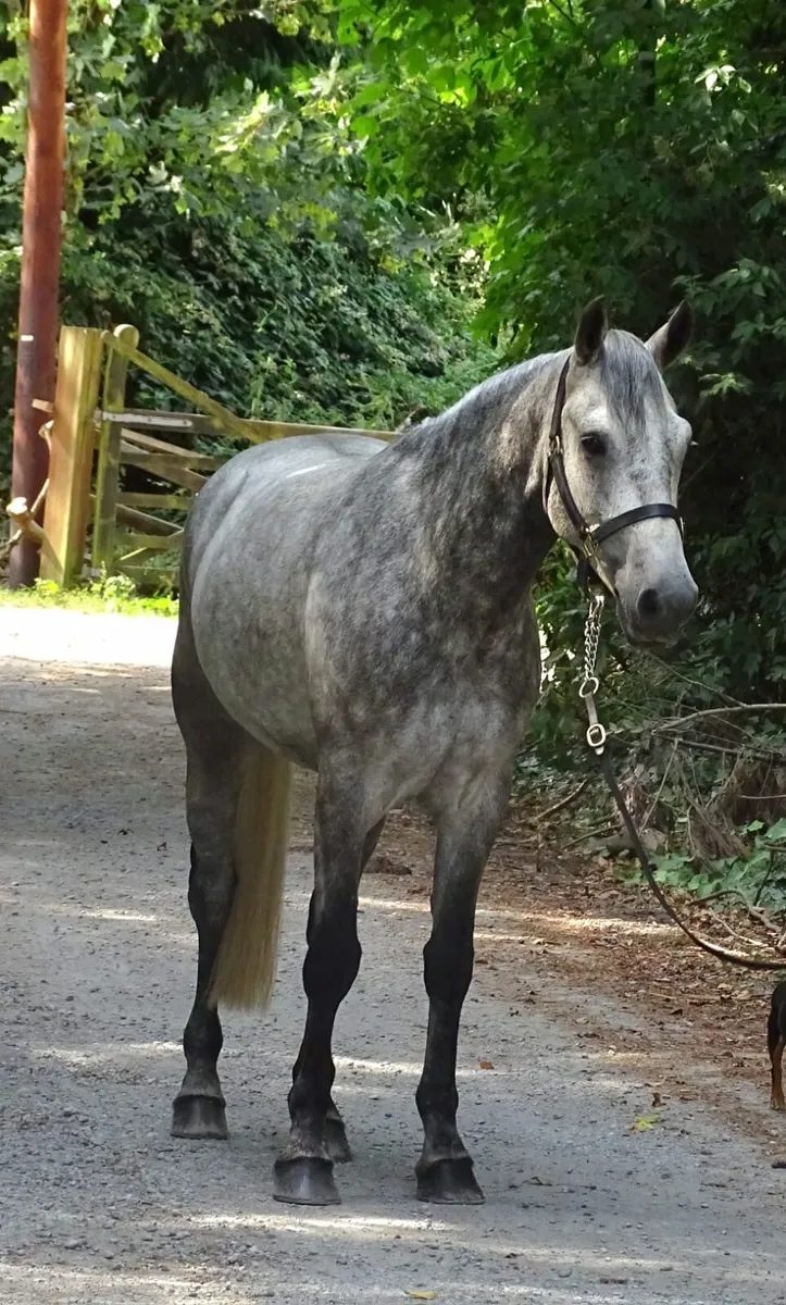 Connemara gelding - Image 3