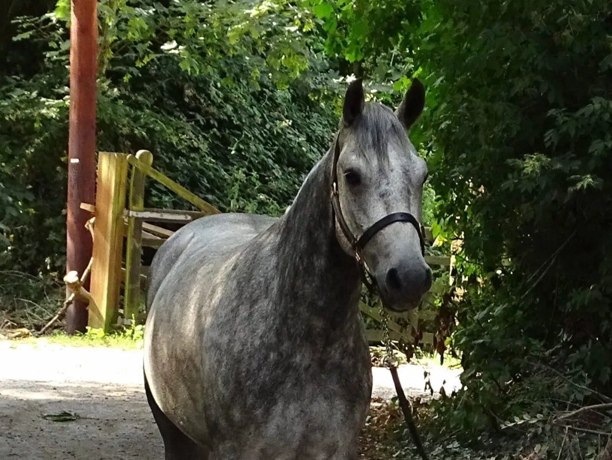 Connemara gelding - Image 4