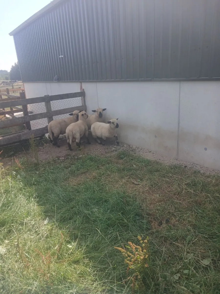 Purebred Hampshire down ewes - Image 2