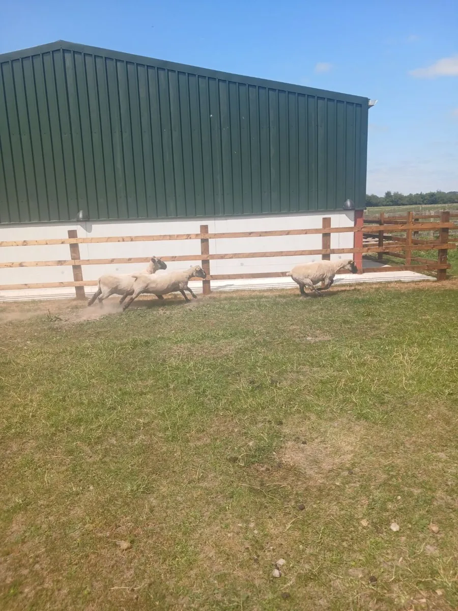 Purebred Hampshire down ewes - Image 3