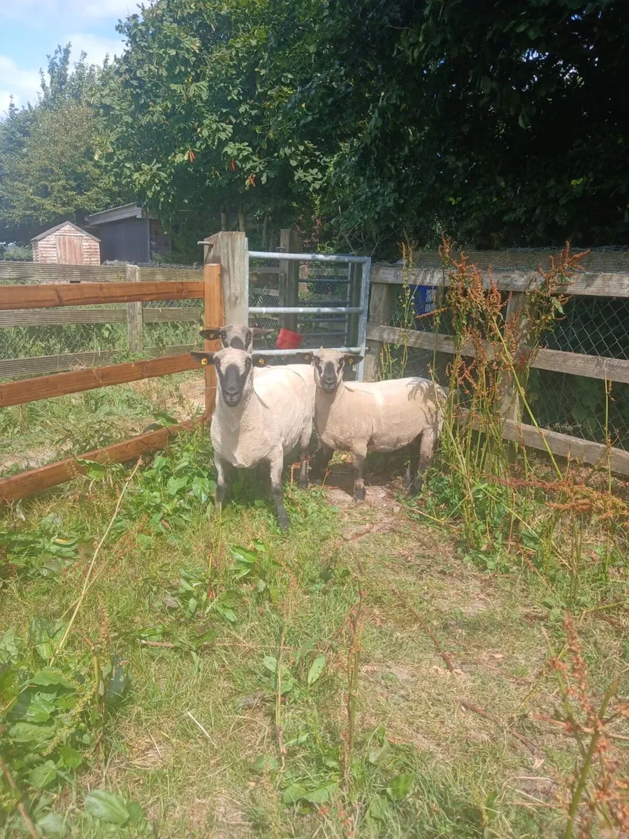 Purebred Hampshire down ewes - Image 4
