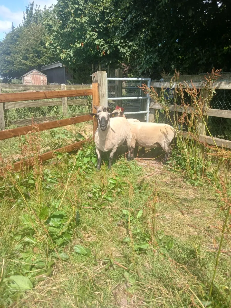 Purebred Hampshire down ewes - Image 1
