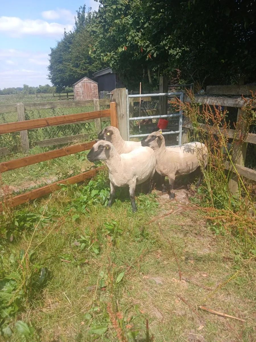 Purebred Hampshire down ewes - Image 4