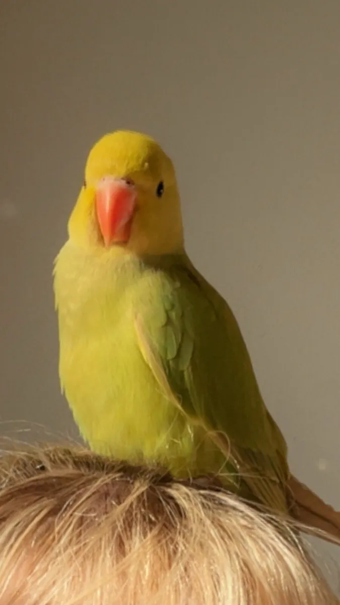 Indian ring neck parrot - Image 4