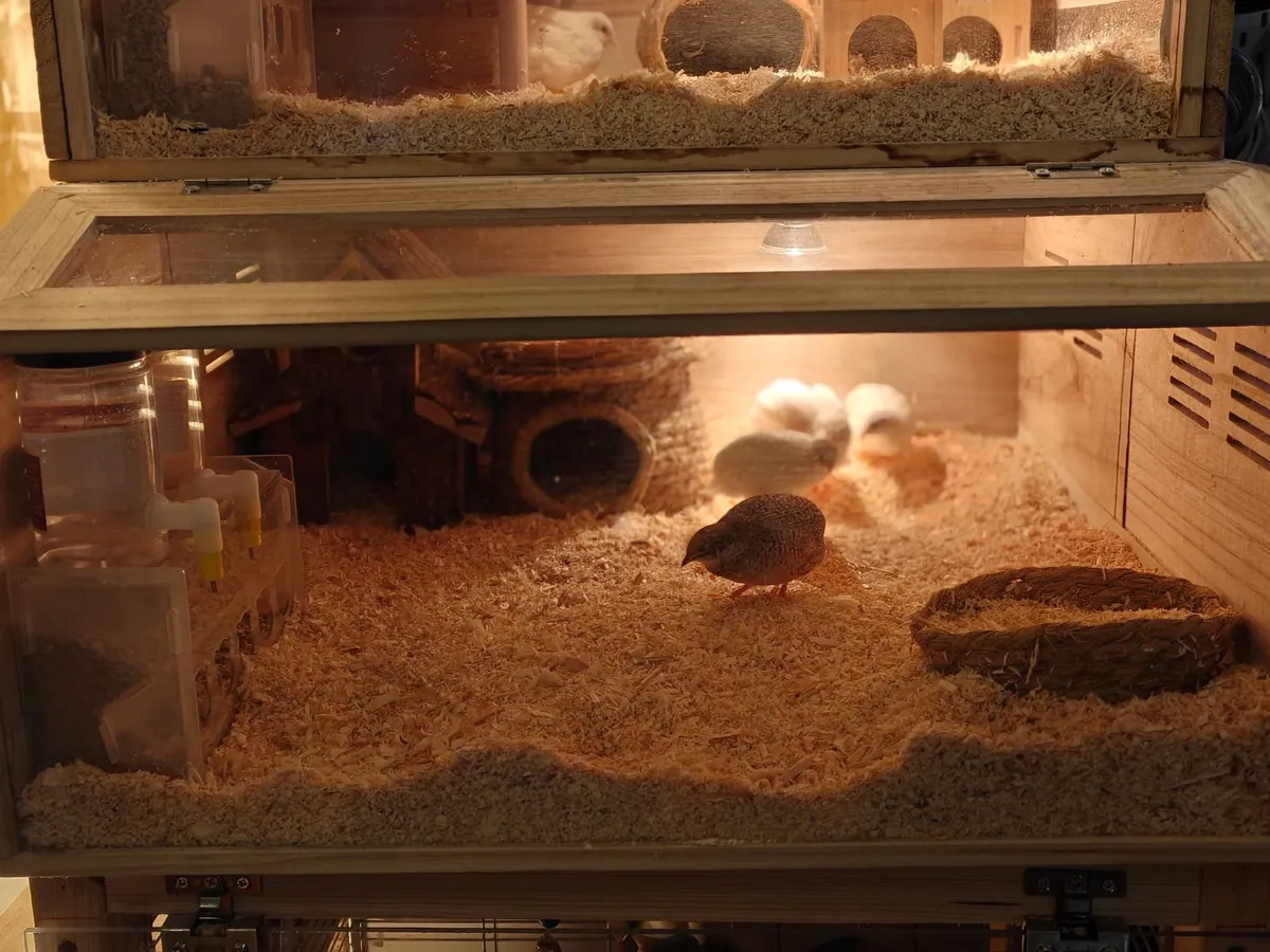 luting  Quails - Image 4
