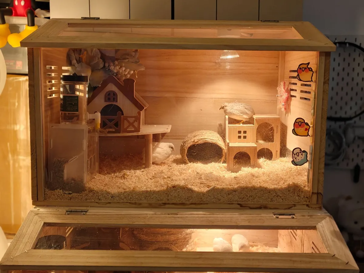Luting chick and cage for Sale - Image 3