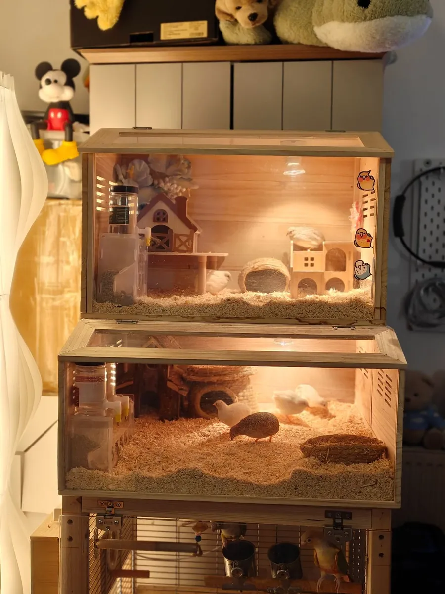 Luting chick and cage for Sale - Image 4