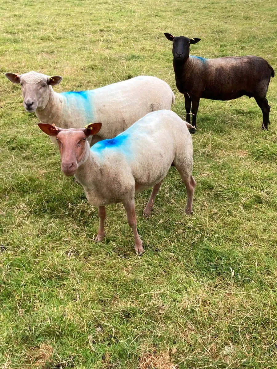 5 great ewe for sale - Image 1