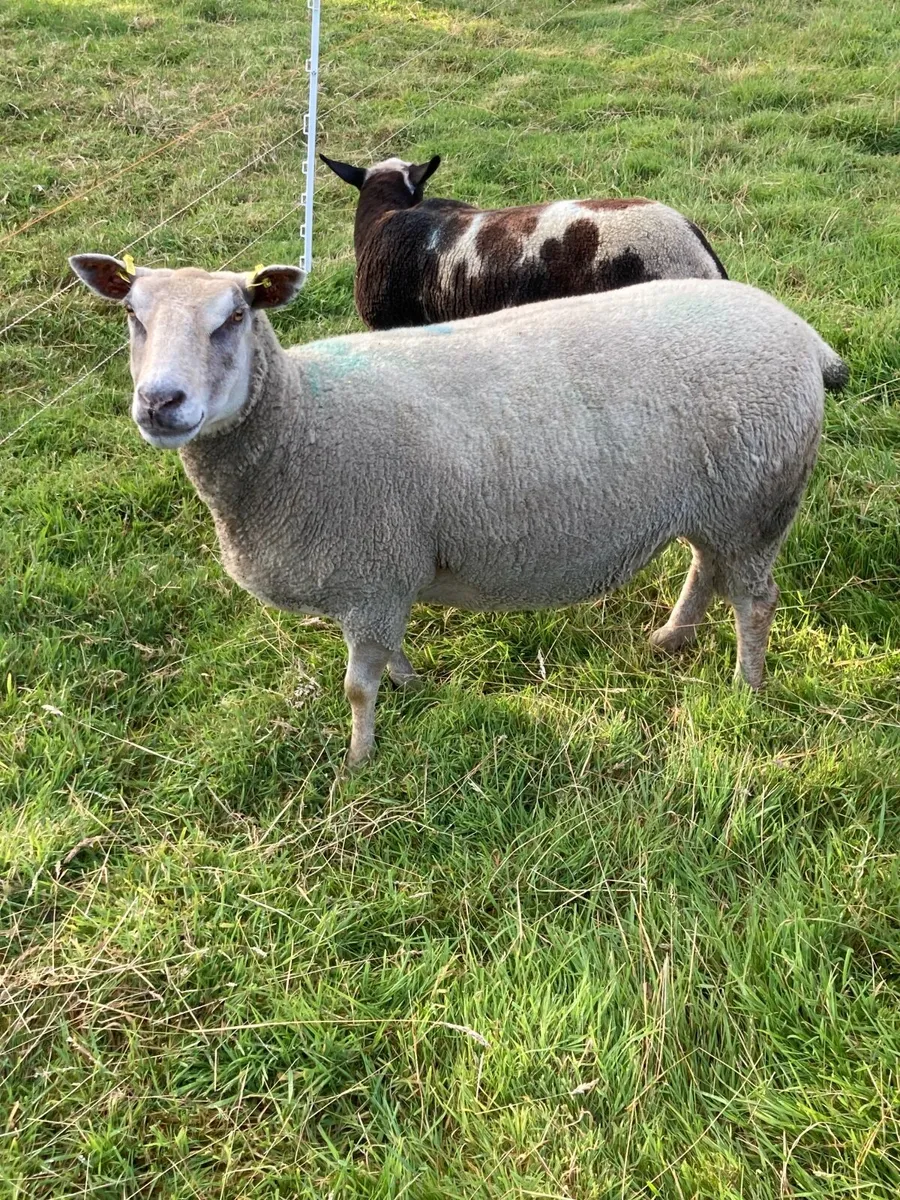 5 great ewe for sale - Image 2