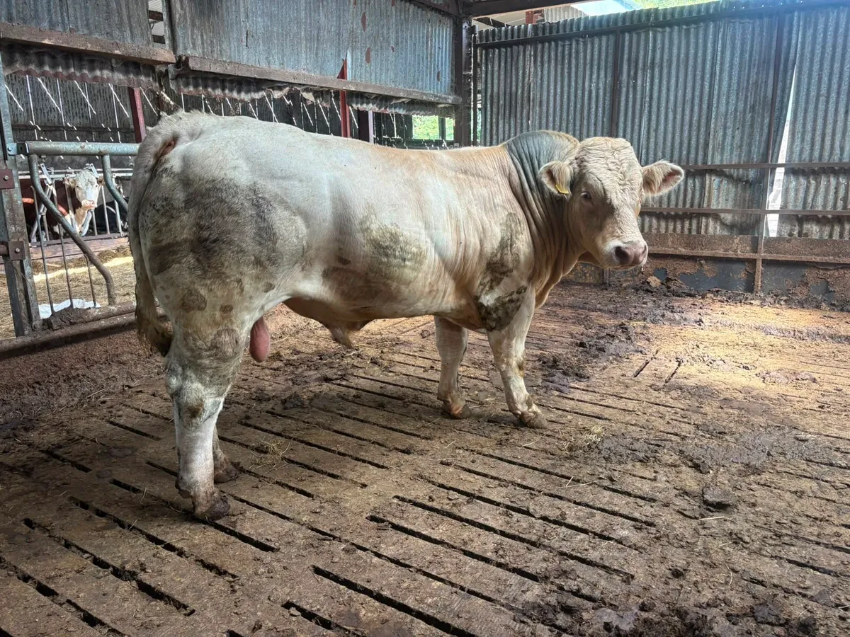 Charolais bull - Image 1