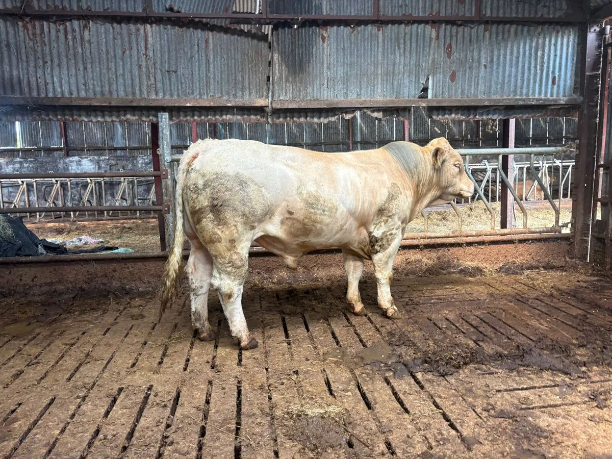 Charolais bull - Image 2