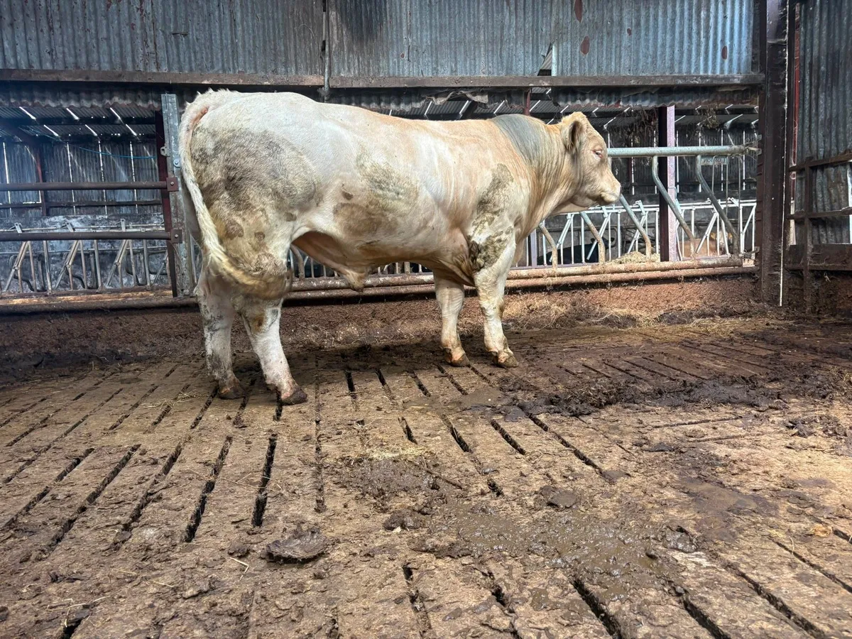 Charolais bull - Image 3