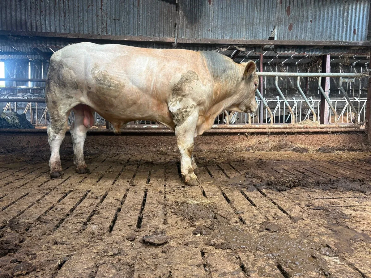 Charolais bull - Image 4