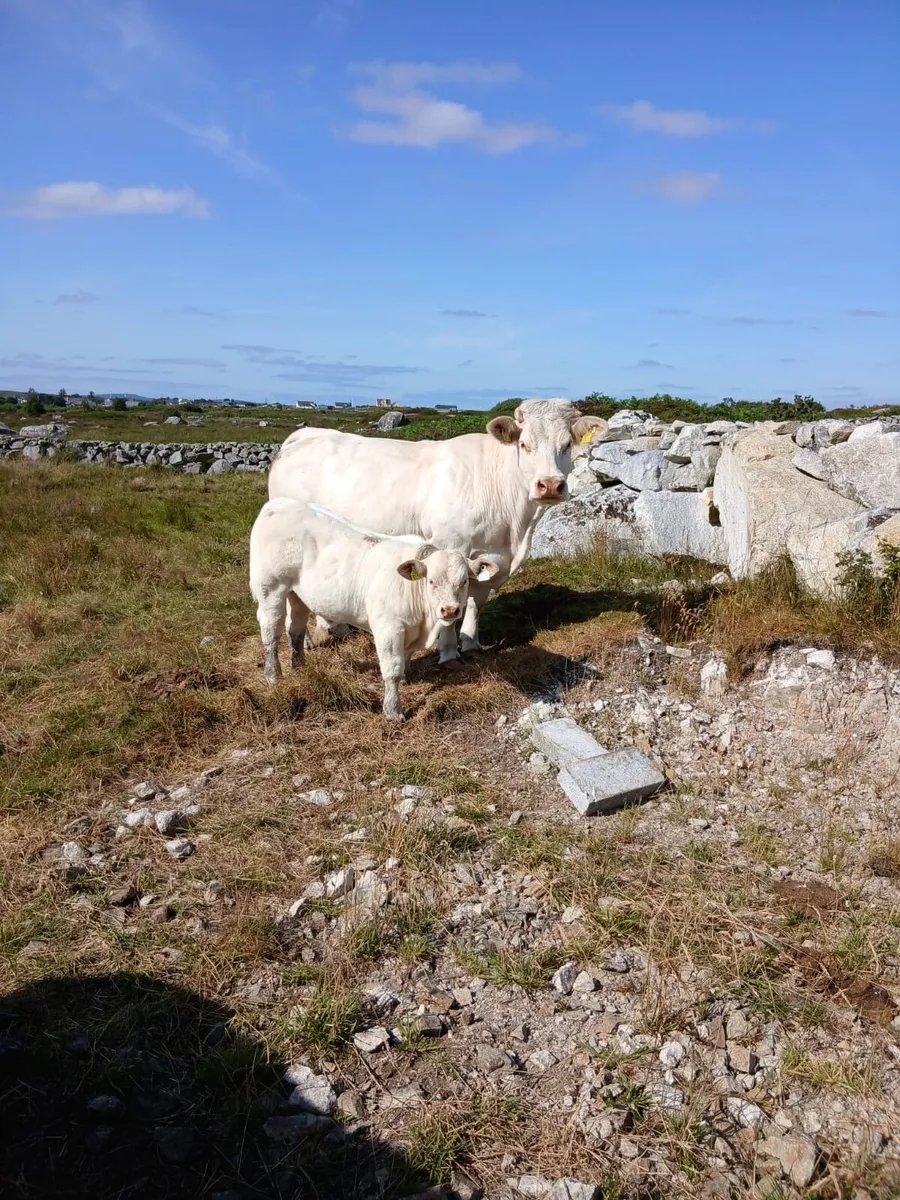 Pedigree Charolais cow and calf - Image 2