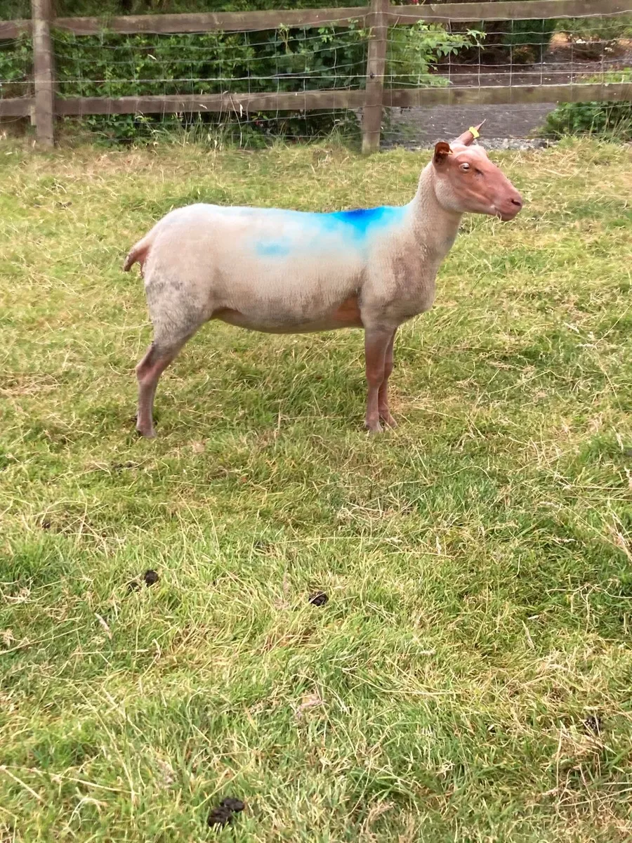 5 great ewe for sale - Image 3