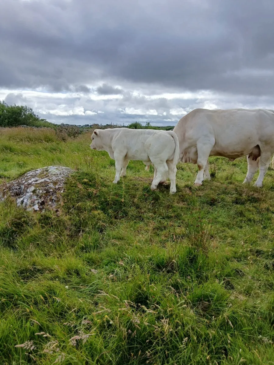 Pedigree Charolais cow and calf - Image 4