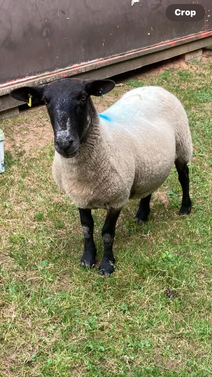 5 great ewe for sale - Image 4