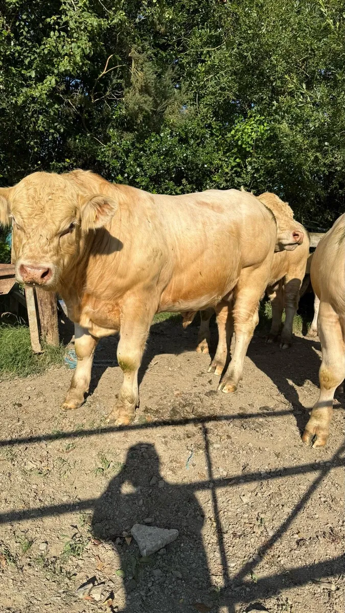 Easy Calving Charolais polled bulls - Image 4