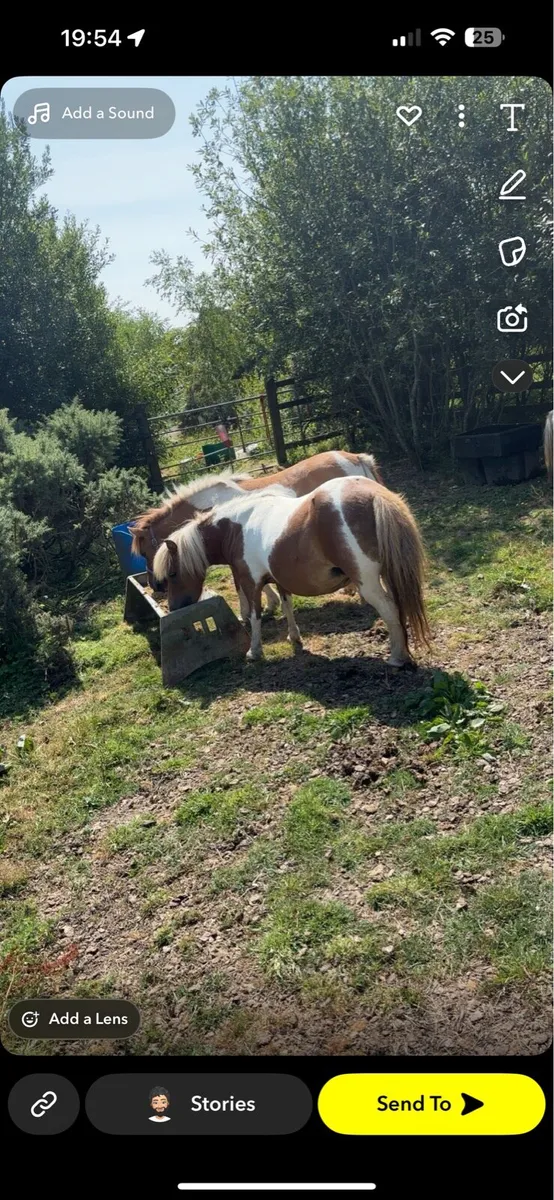 4 year old miniature Shetland mare pony - Image 1