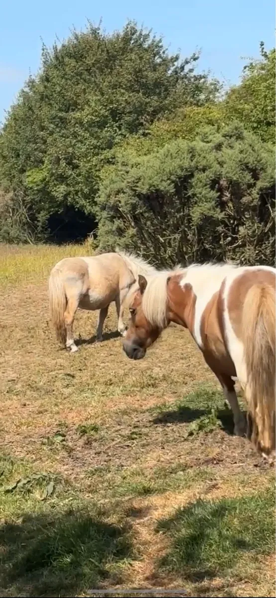 4 year old miniature Shetland mare pony - Image 2