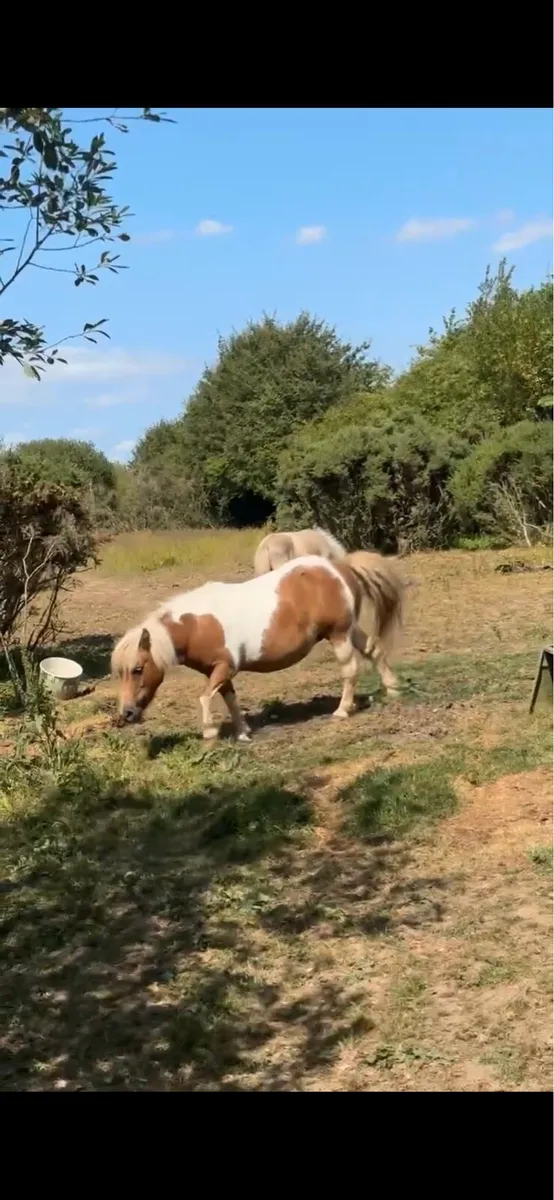 4 year old miniature Shetland mare pony - Image 3