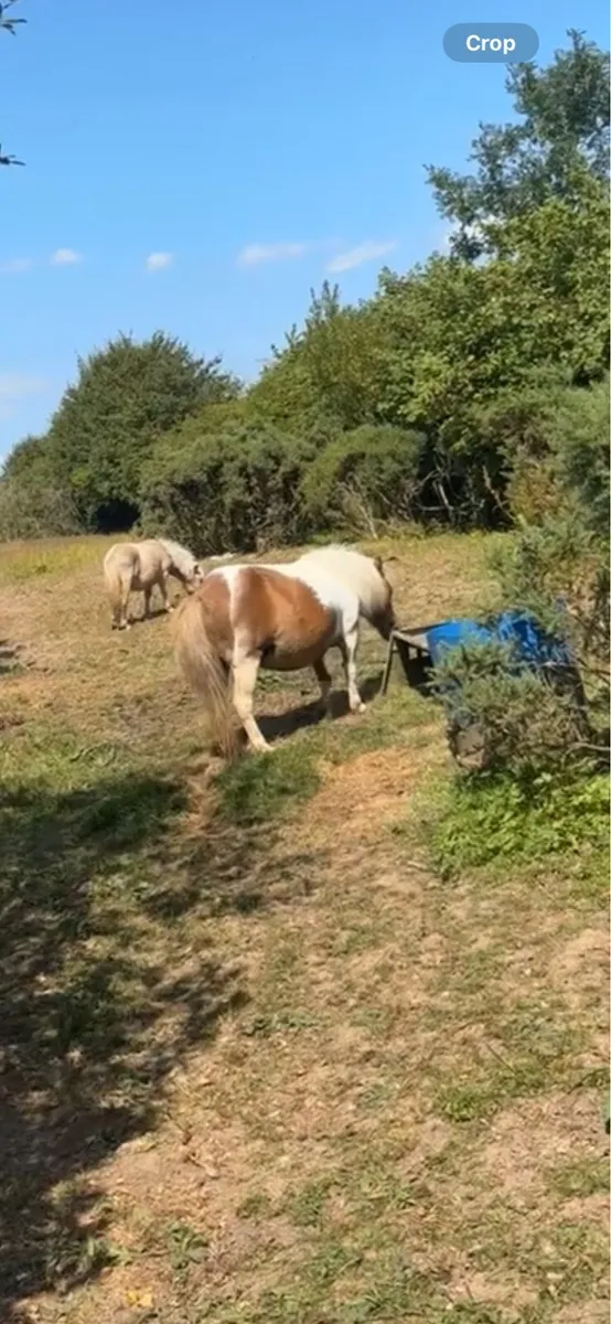 4 year old miniature Shetland mare pony - Image 4