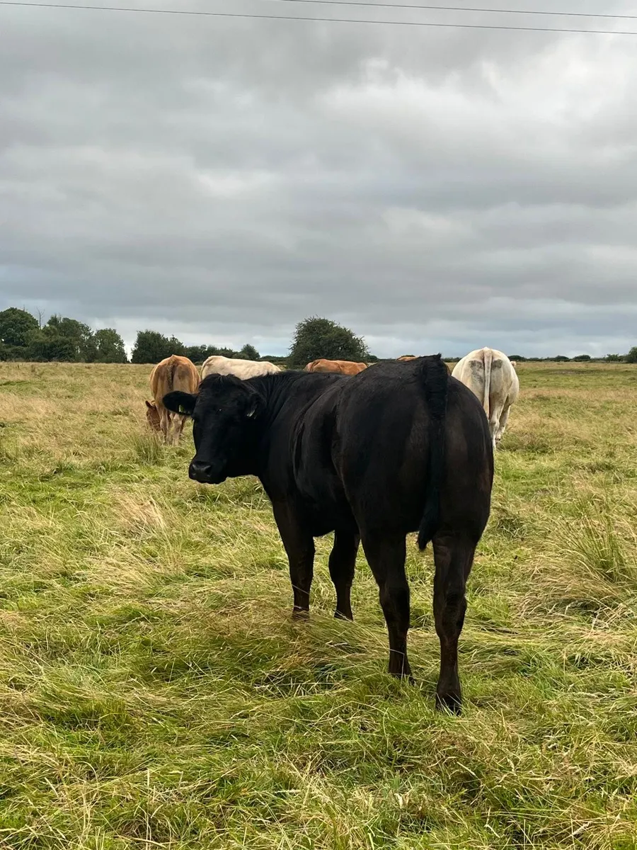 🌟🌟 Super Breeding Limousin Heifer for sale🌟🌟