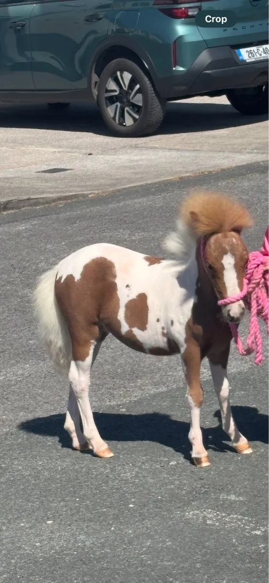 Top class Shetland filly foal - Image 1