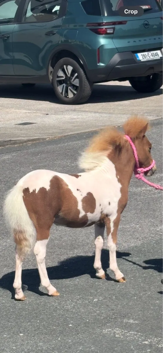 Top class Shetland filly foal - Image 2